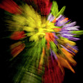 Floral Explosion