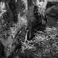 Rocks and Leaves